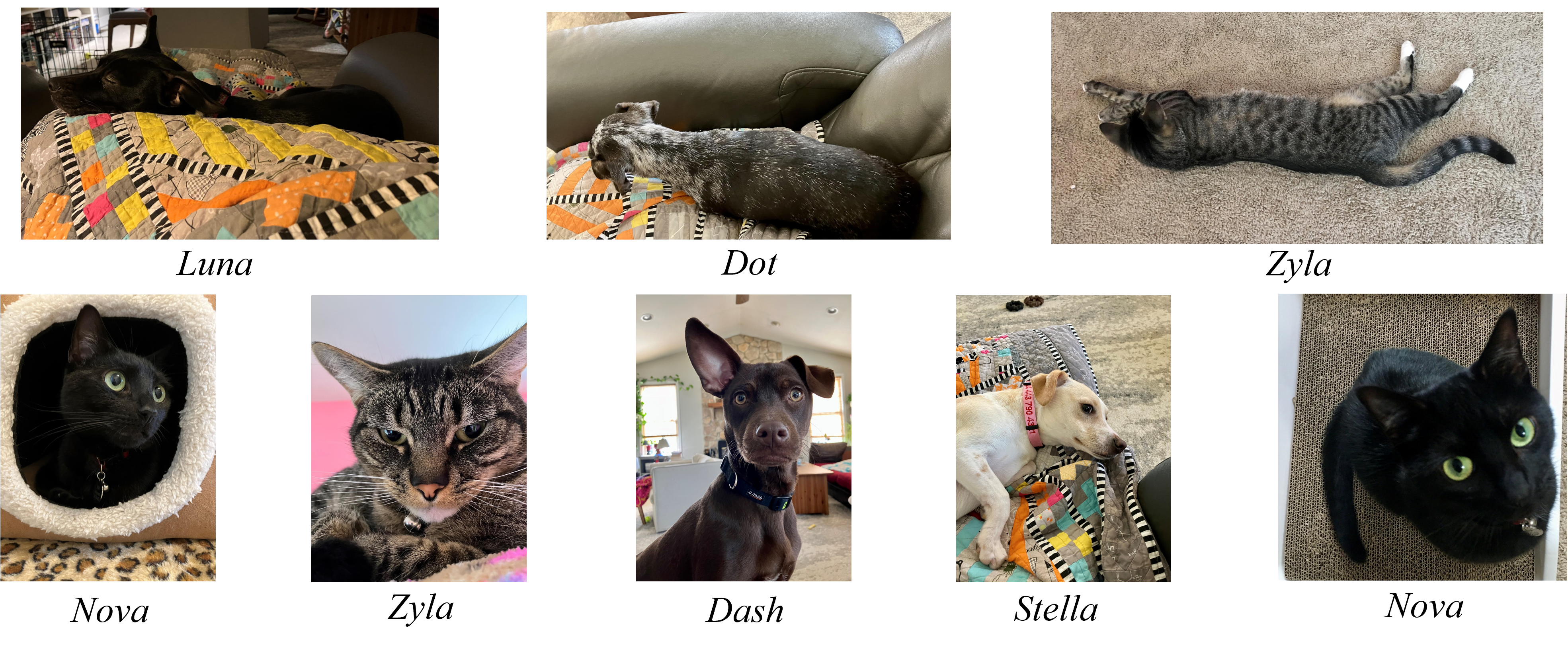 My Pets